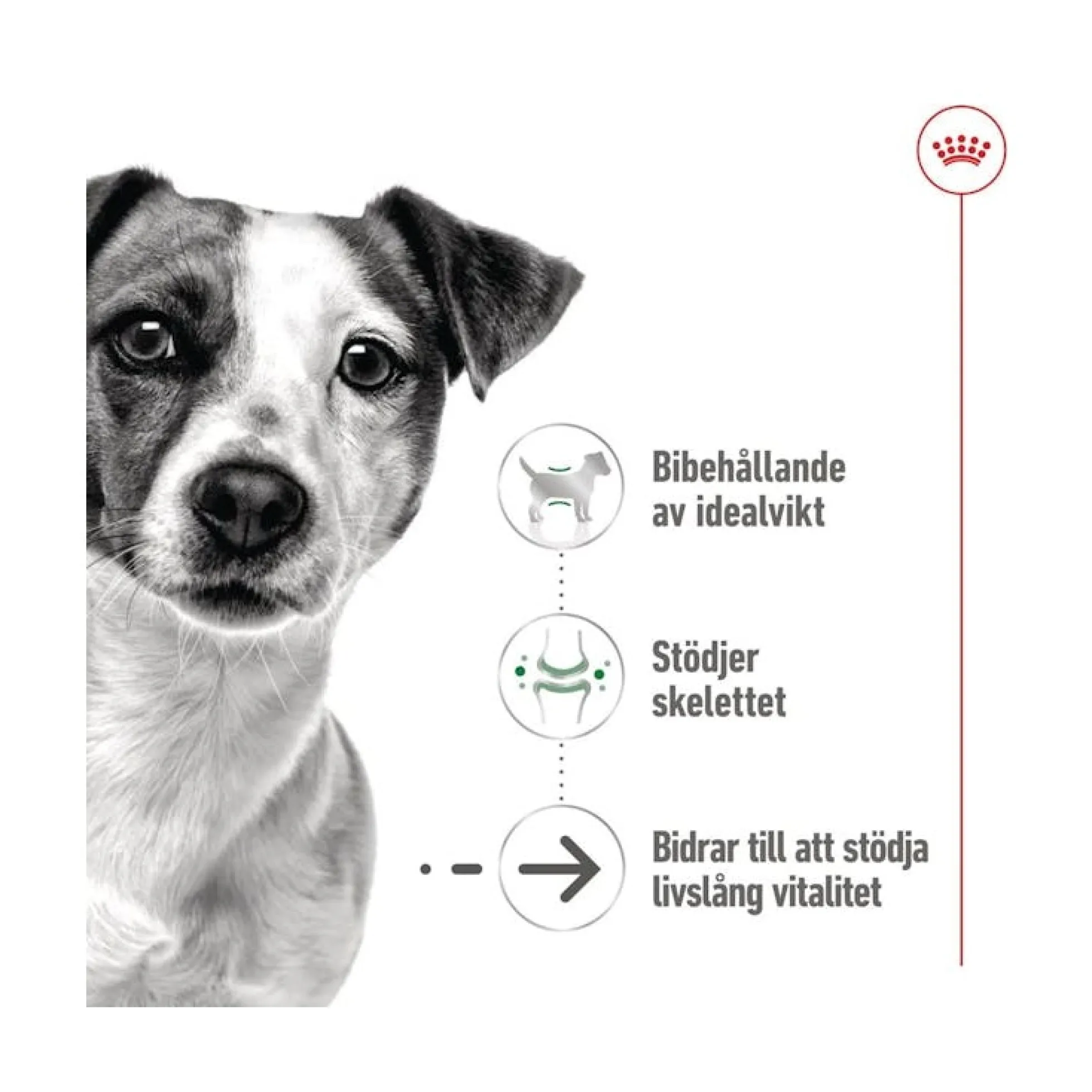 Royal Canin Mini Ageing 8+ Wet