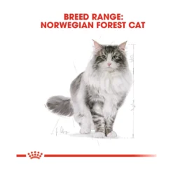Royal Canin Norsk Skogkatt