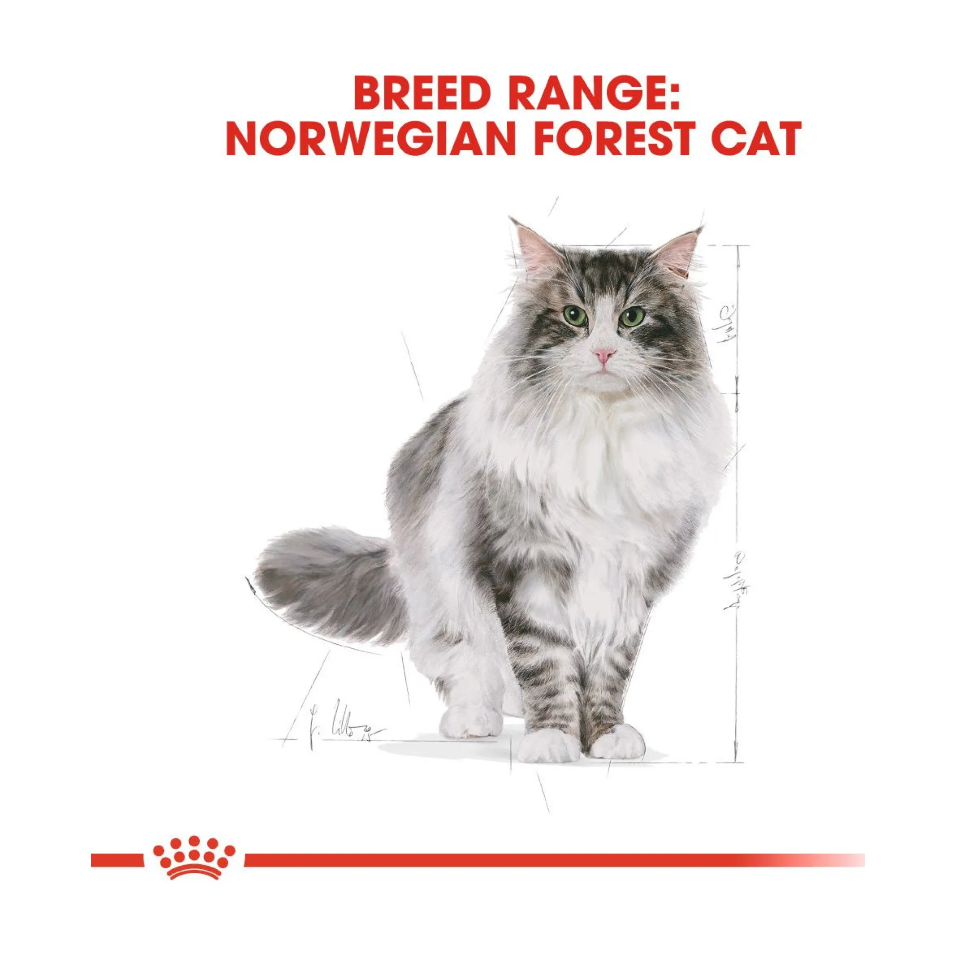 Royal Canin Norsk Skogkatt
