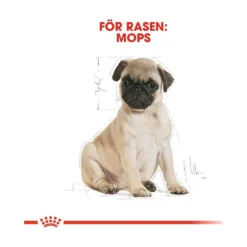 Royal Canin Pug Puppy