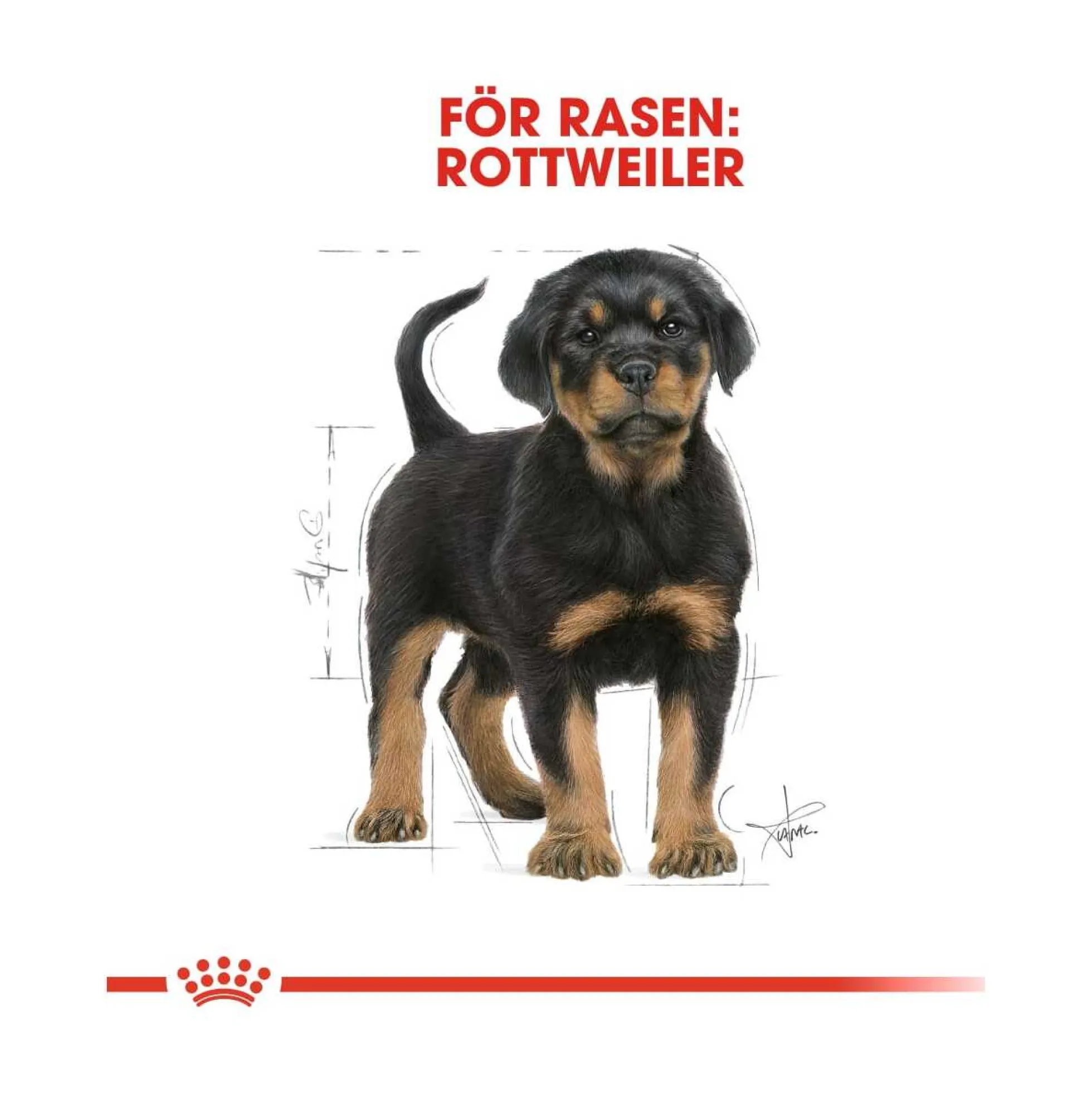 Royal Canin Rottweiler Puppy