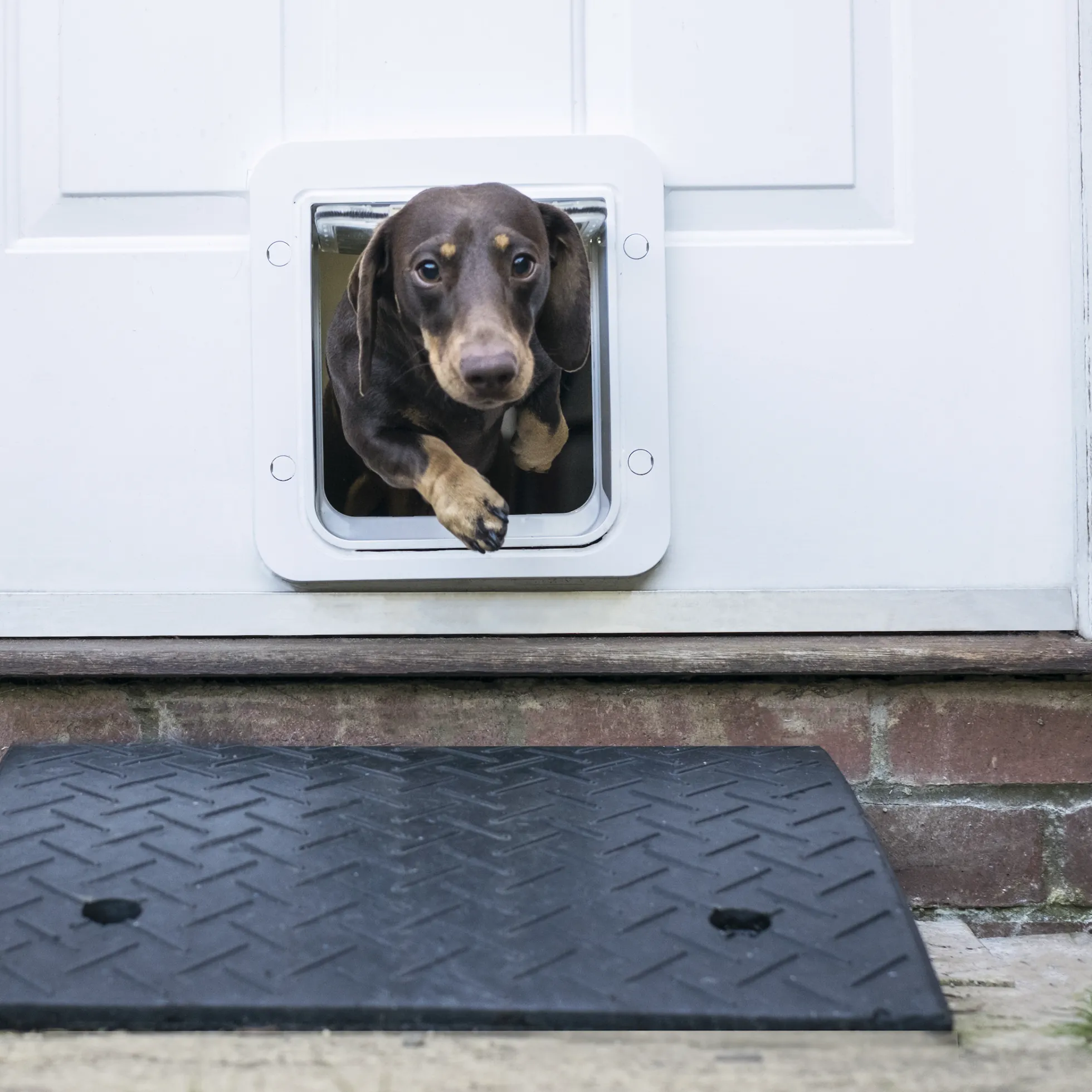 SureFlap Microchip Pet Door Connect