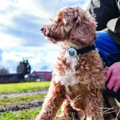 Sure Petcare Animo Activity Tracker