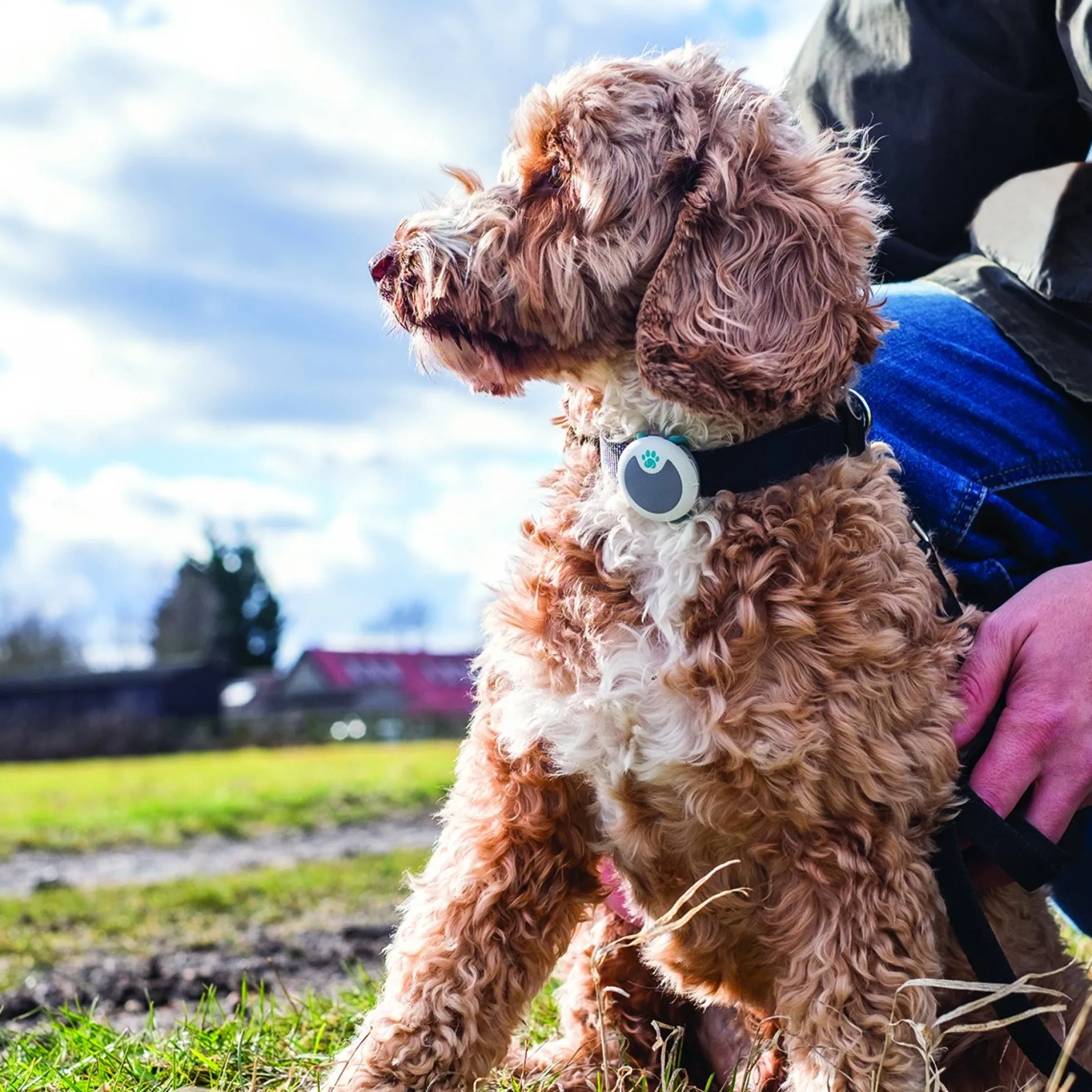 Sure Petcare Animo Activity Tracker