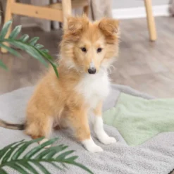 TRIXIE Junior Stjärna Hunddyna