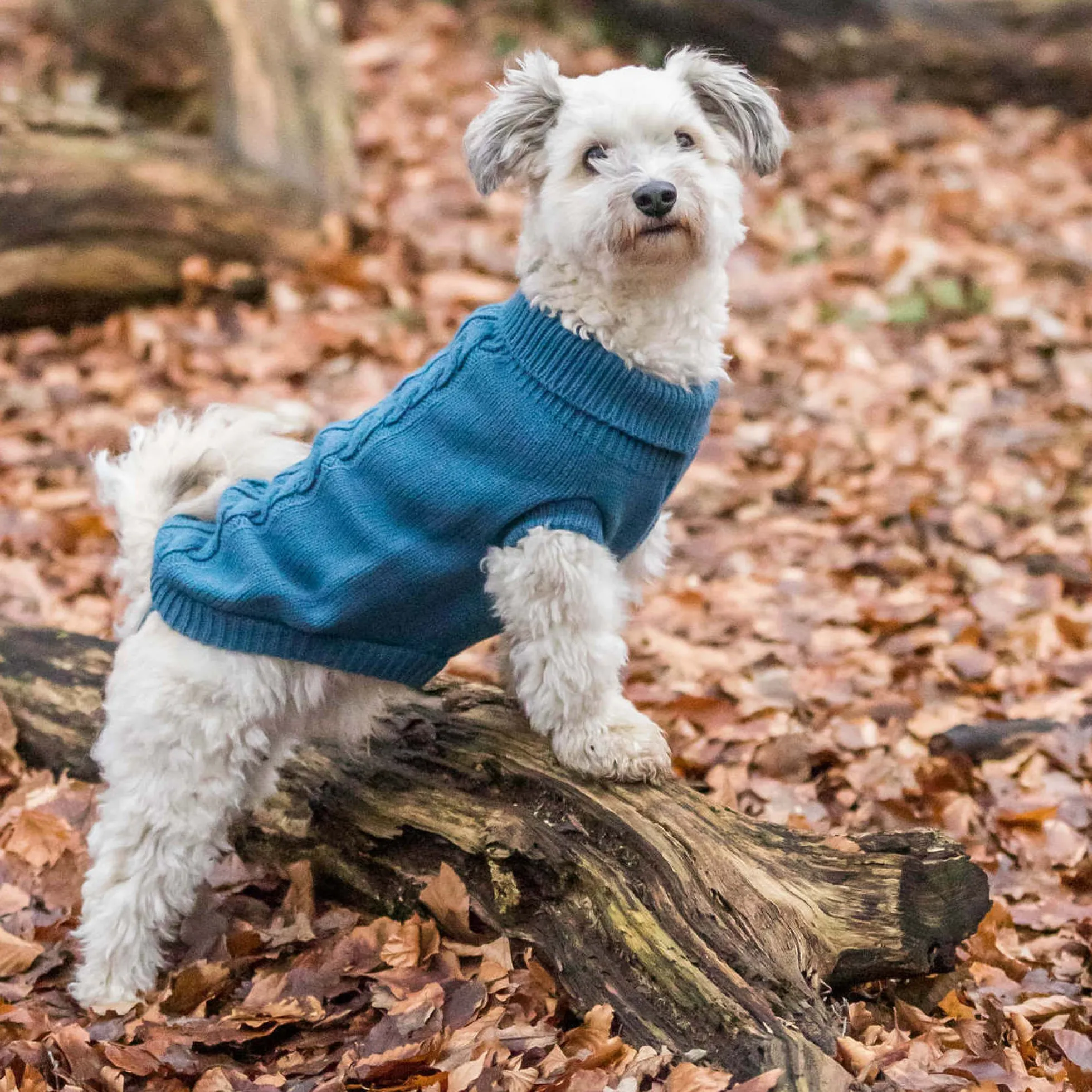 TRIXIE Kenton Pullover