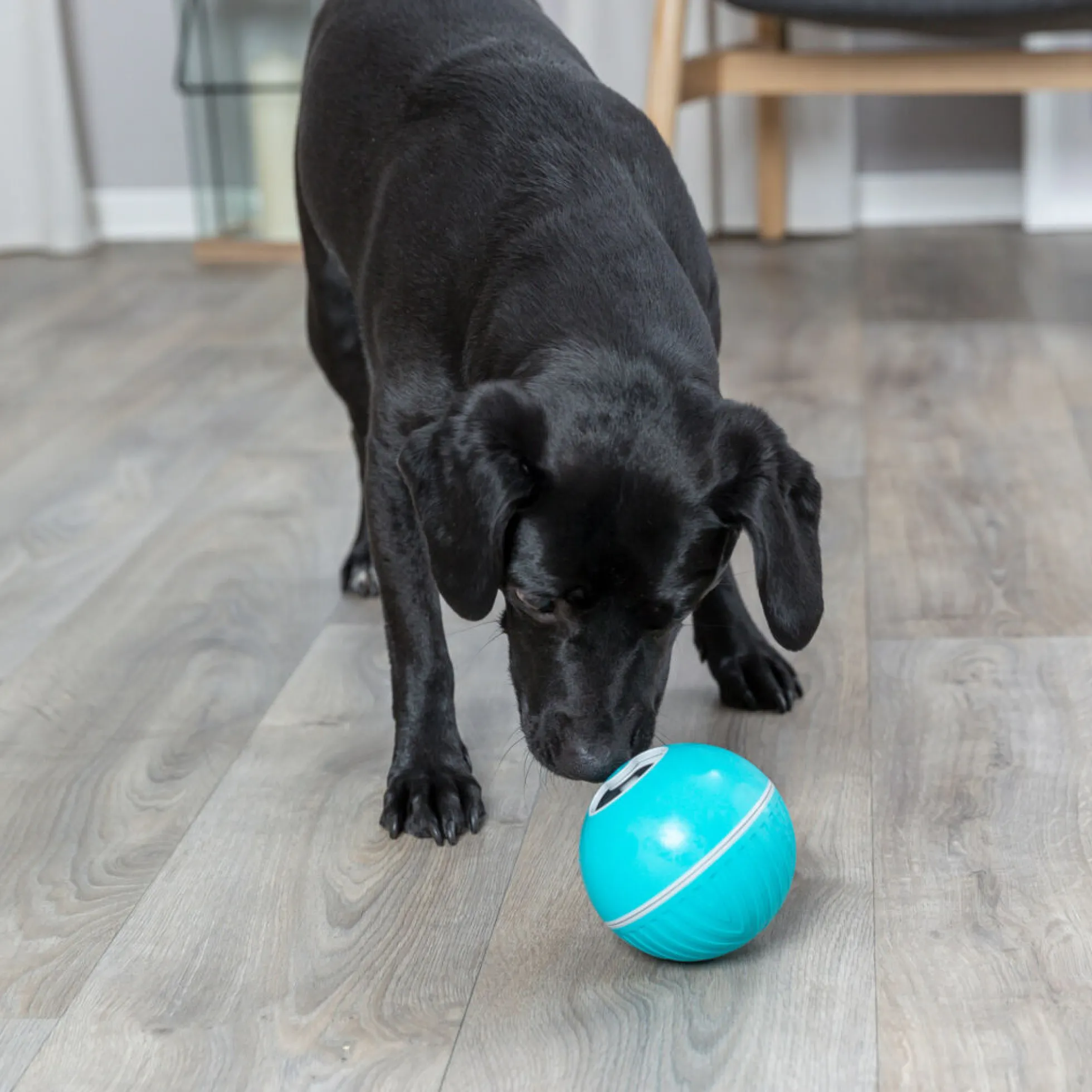 Trixie Snacksboll