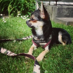 Urban Pup Harness