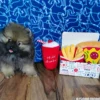 Urban Pup Meal Deal Box Hundleksak