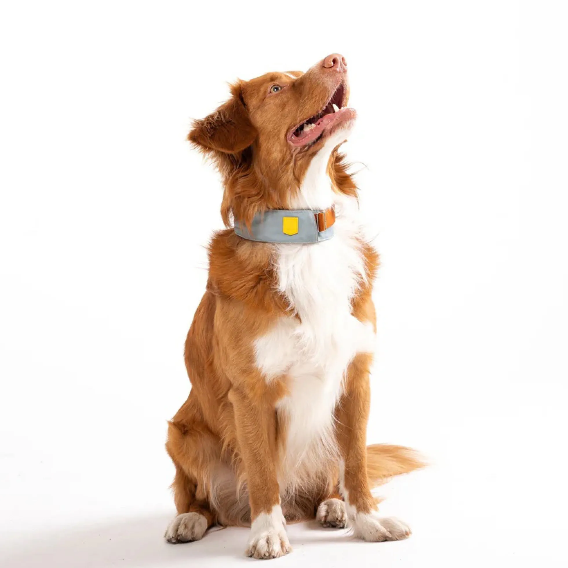 Woolly Wolf Alpha 360 Hundhalsband