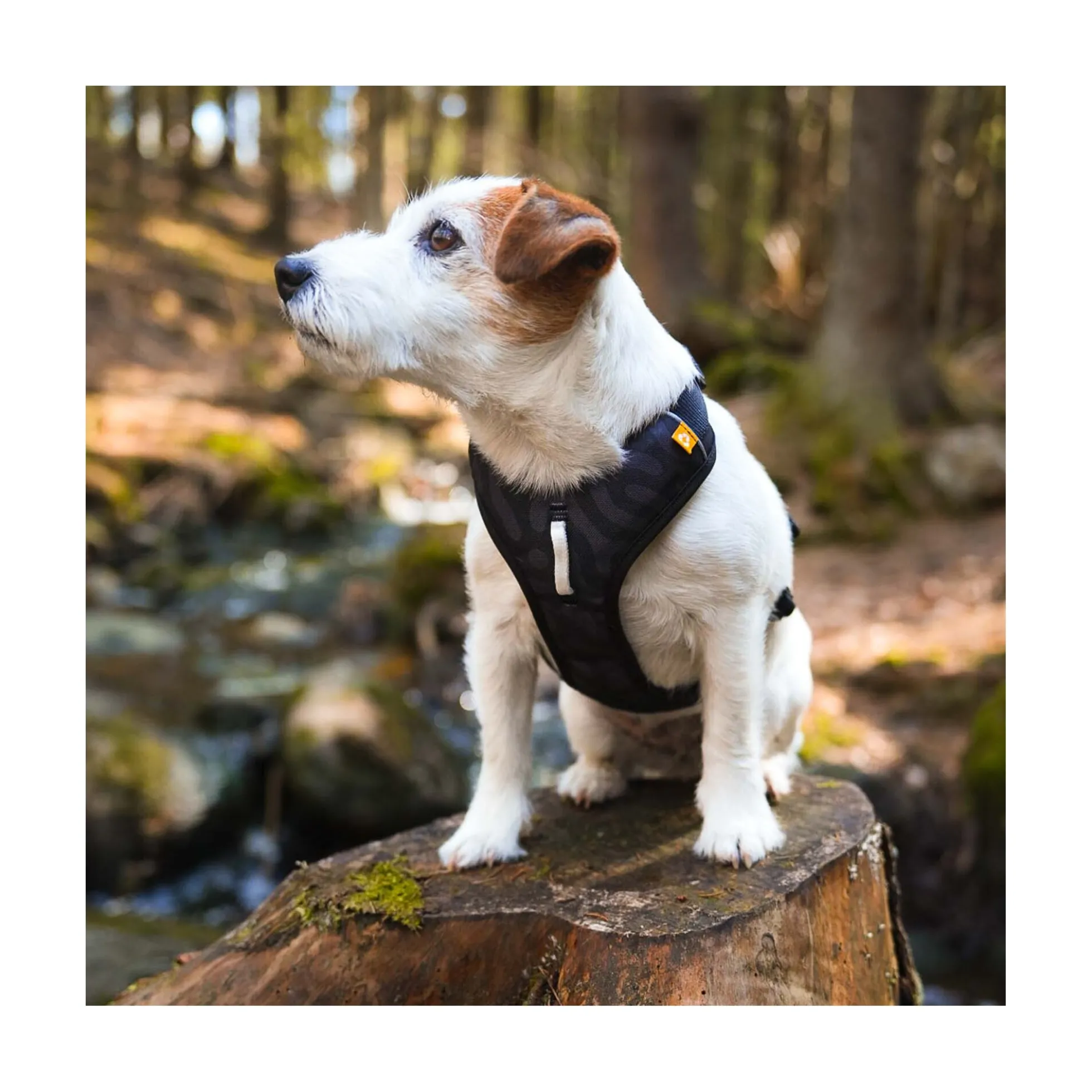 Woolly Wolf Roam Sele